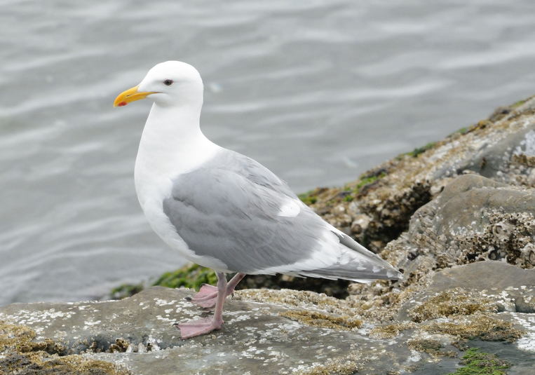 Goeland %c3%a0 ailes grises