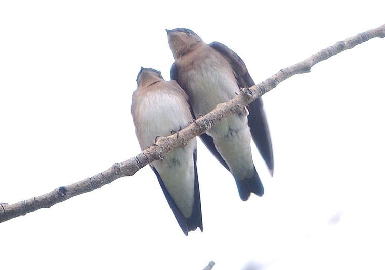 Hirondelle %c3%a0 ailes h%c3%a9riss%c3%a9es