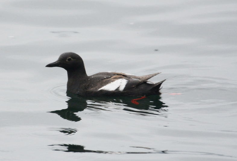 Guillemot colombin