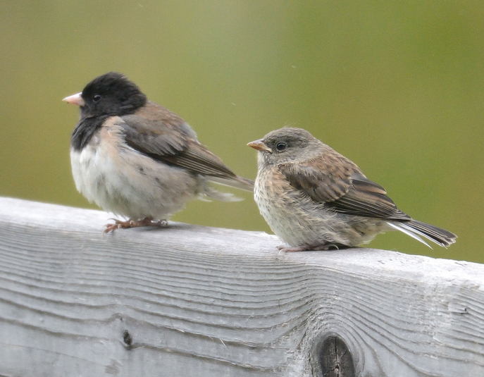 Junco ardois%c3%a9 %28or%c3%a9gon%29