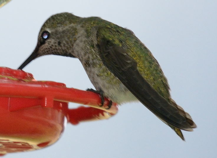 Colibri d'anna