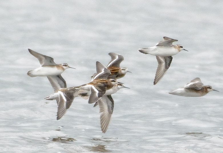 Phalarope %c3%a0 bec %c3%a9troit