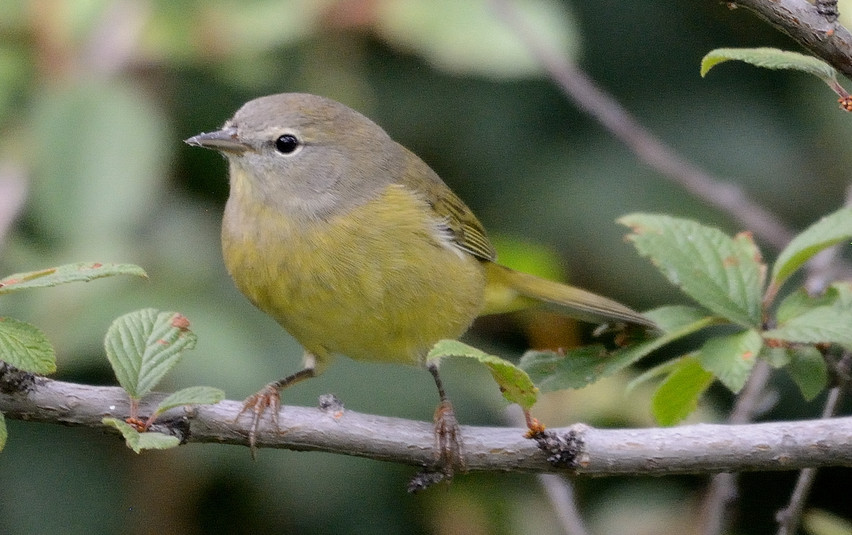 Paruline verdâtre - Observation - Fou des oiseaux