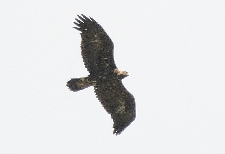 Aigle royal