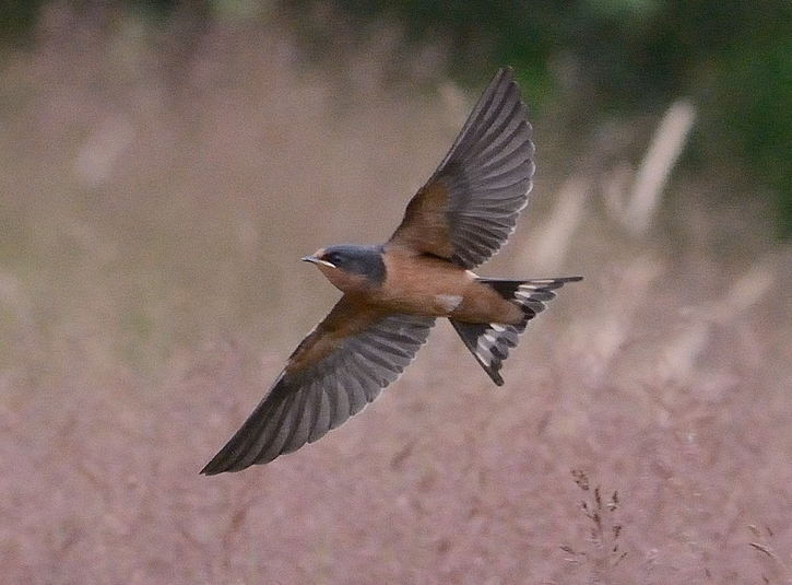 Hirondelle rustique