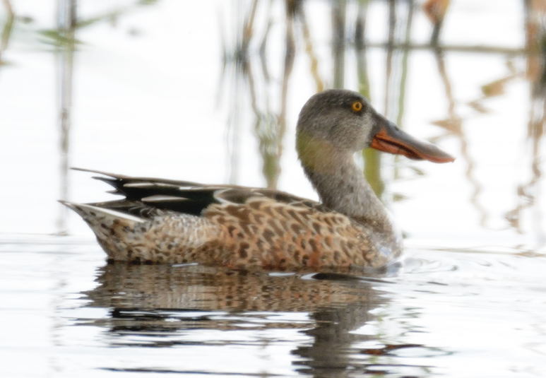 Canard souchet