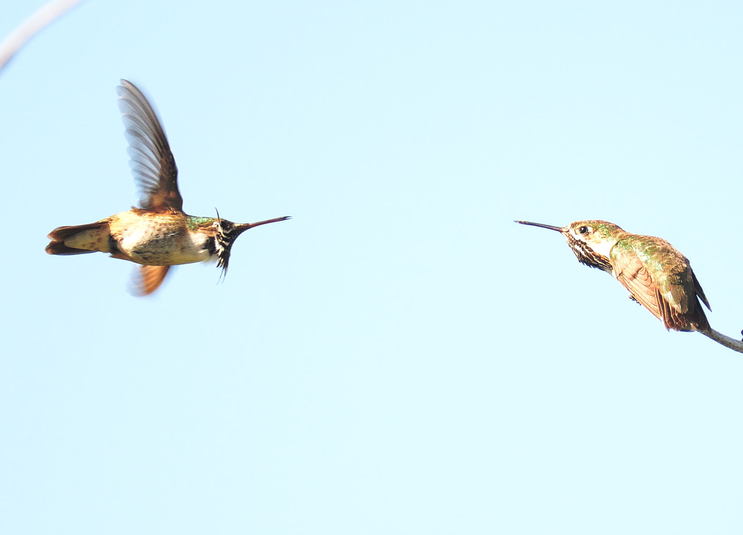 Colibri de calliope