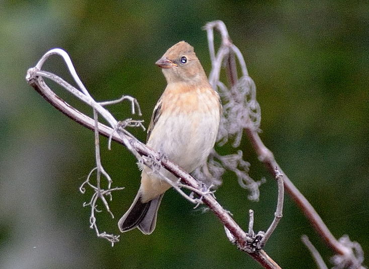 Passerin azur%c3%a9