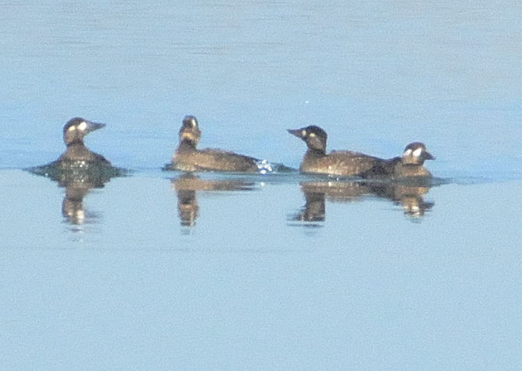 Surf scoter