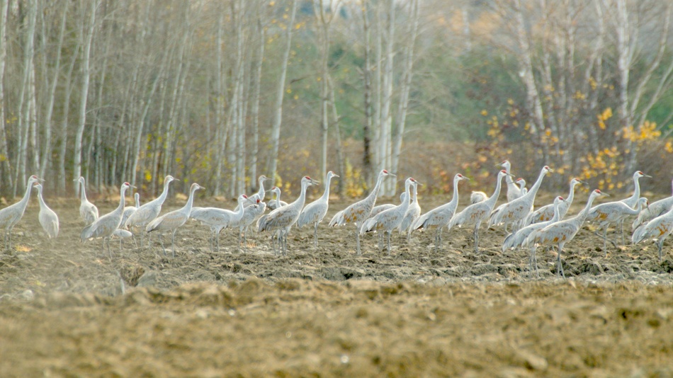 Grues du canada 60