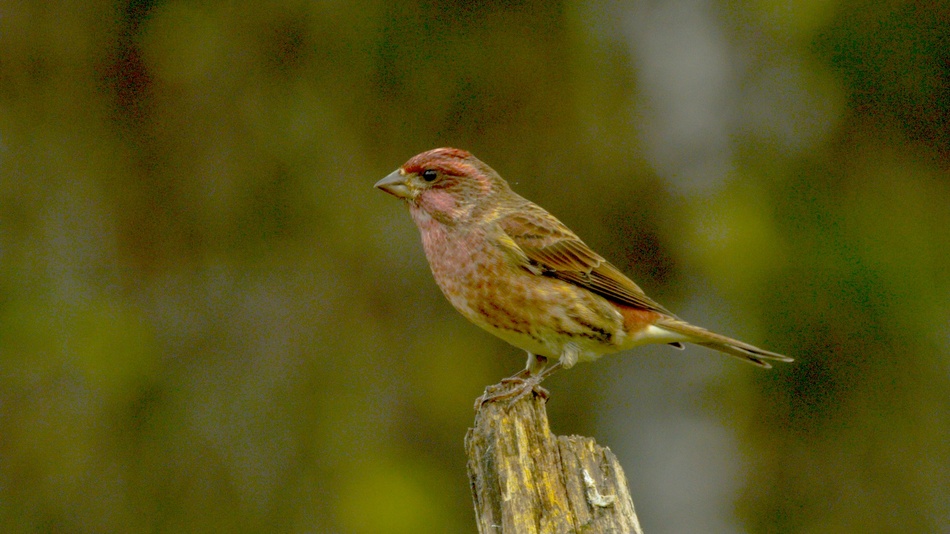 Roselin pourpr%c3%a90