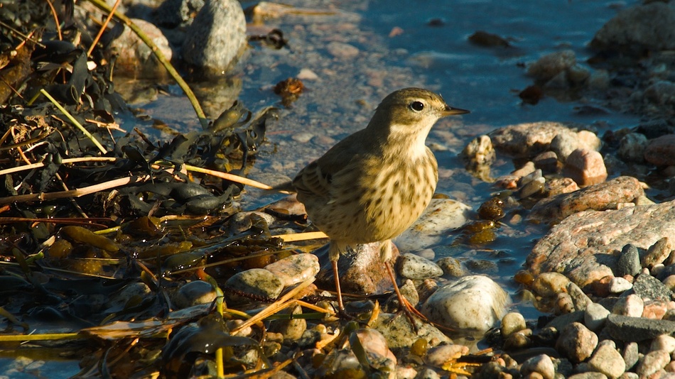 Pipit d'am%c3%a9rique