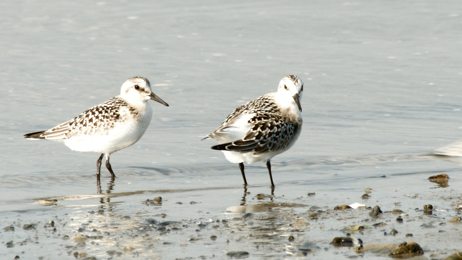 B%c3%a9casseau sanderling