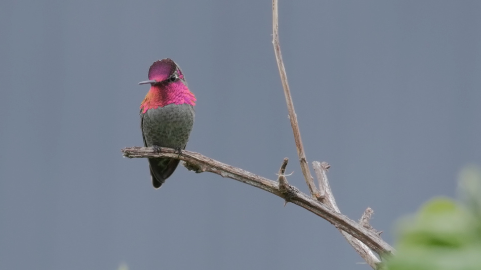 Colibri d'anna