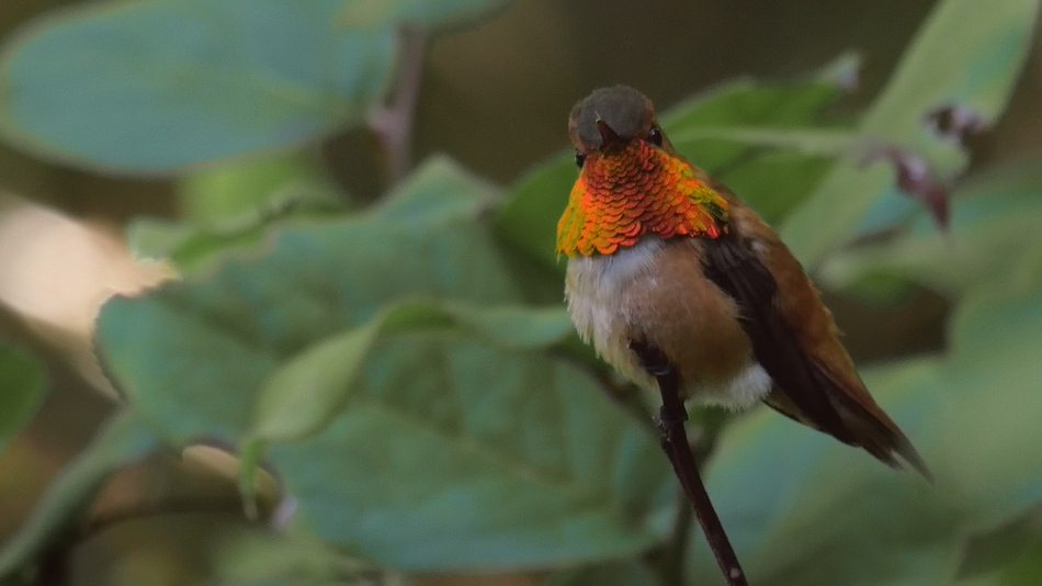 Colibri roux
