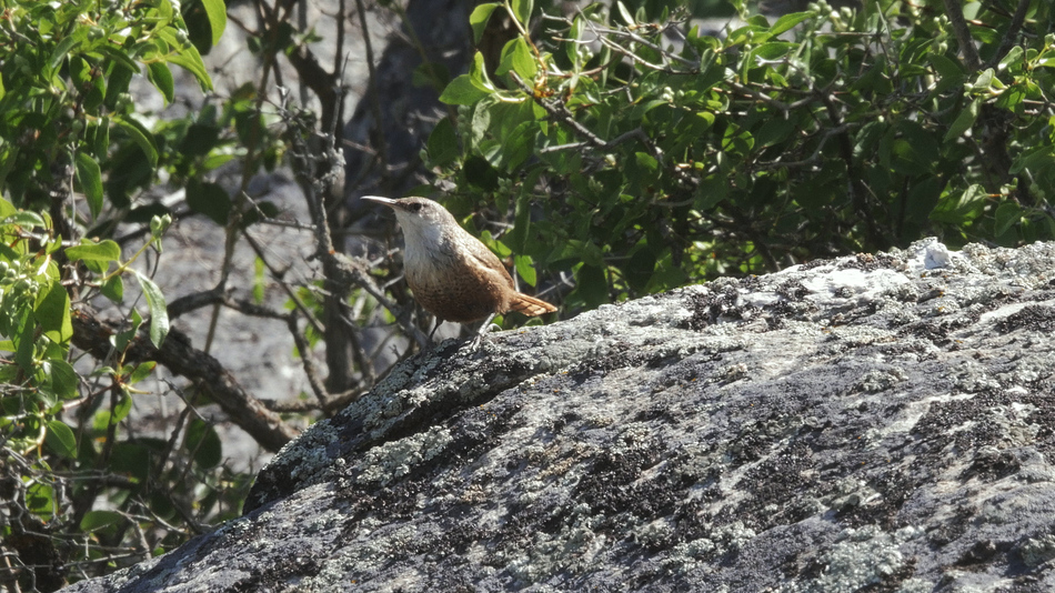 Troglodyte des canyons