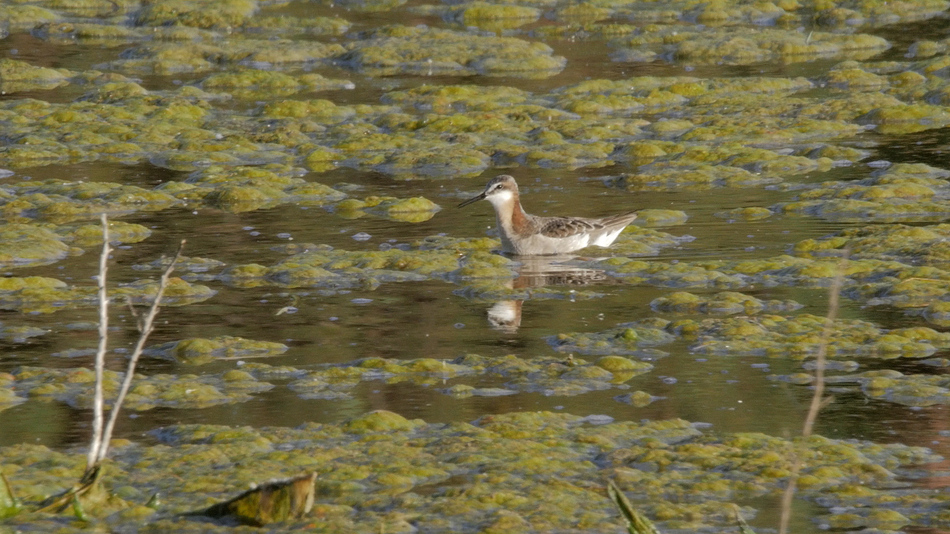Phalarope de wilson