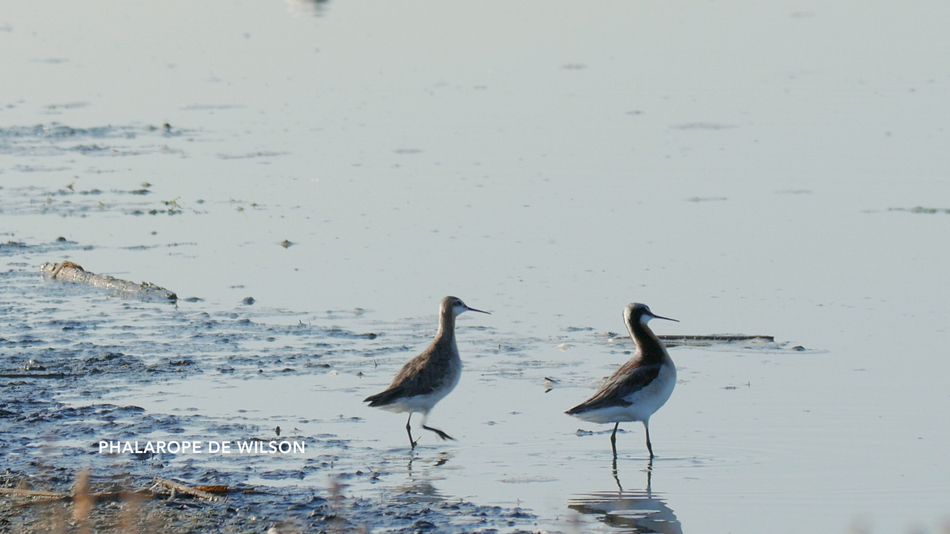 Phalarope de wilson