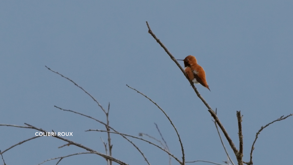 Colibri roux