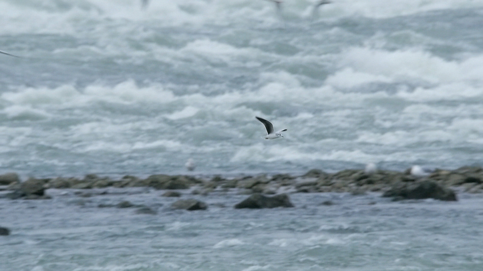 Mouette pygm%c3%a9e