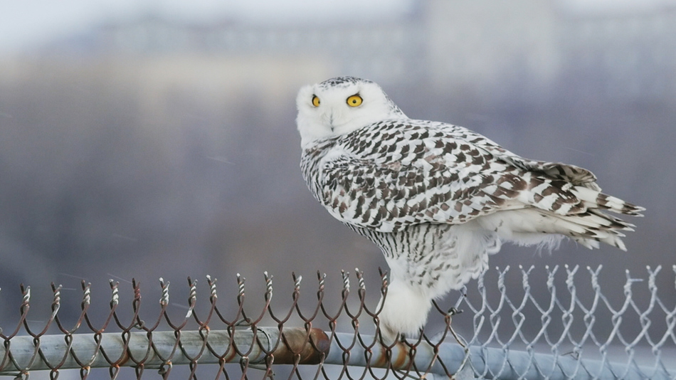 Harfang des neiges