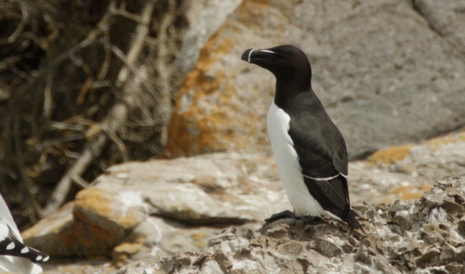 Petit pingouin