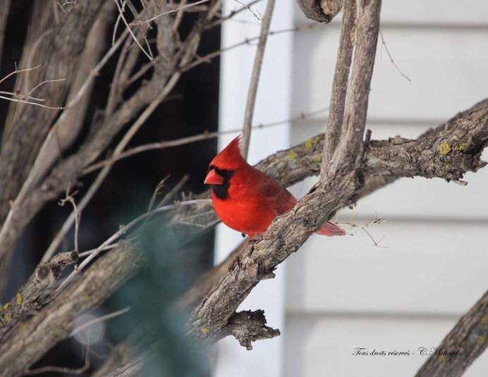 Img 0547 cardinal 