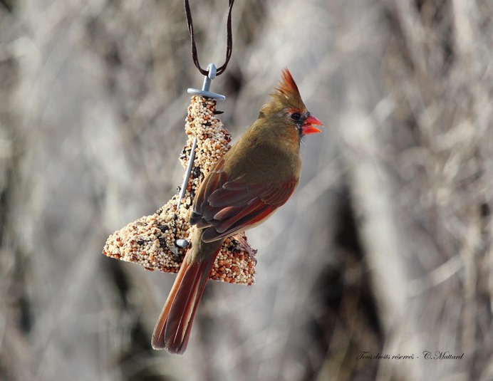 Img 0652 femellecardinal