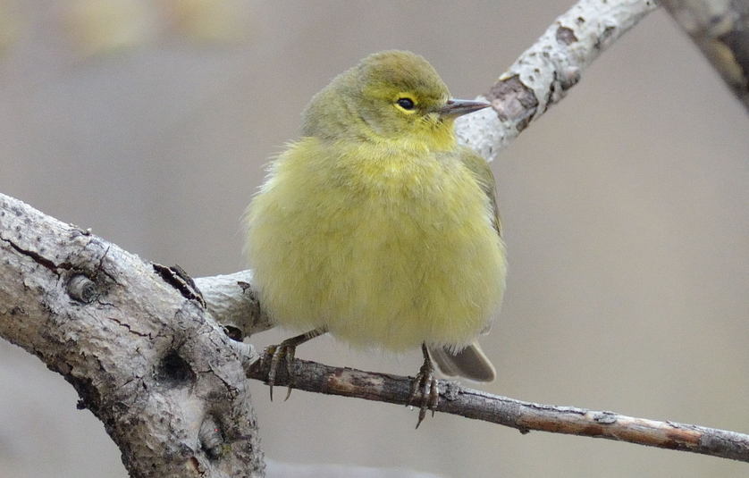 Paruline verdâtre - Observation - Fou des oiseaux