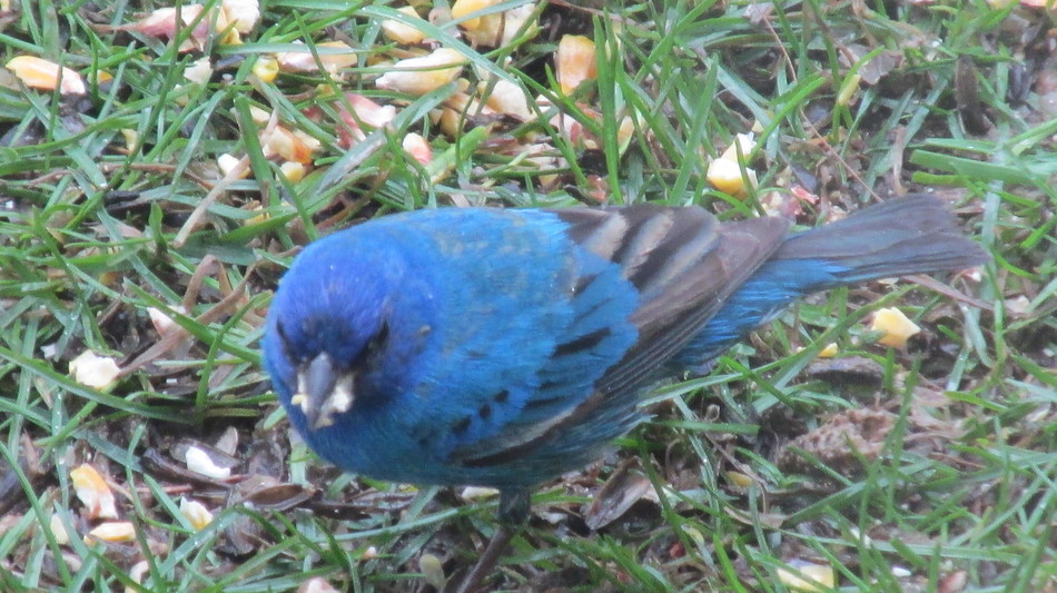 Img 0421