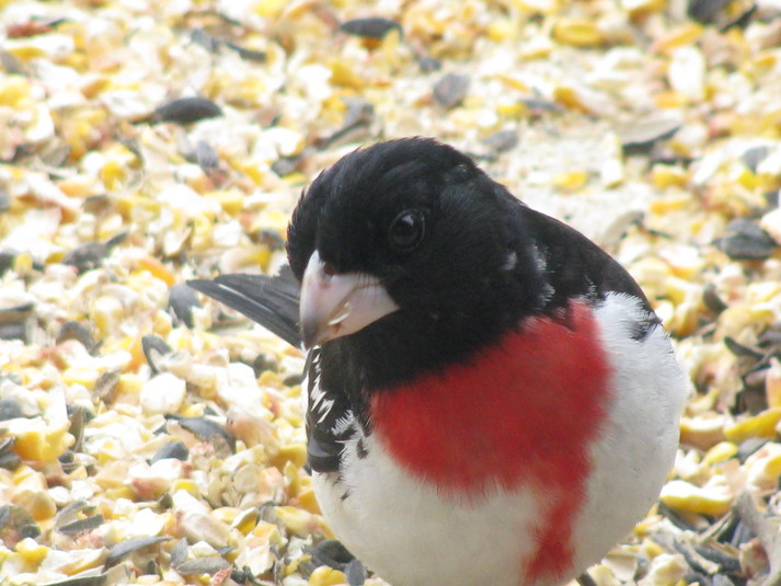 Cardinal %c3%a0 poitrine rose %283%29