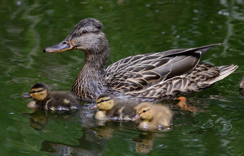 Canard colvert
