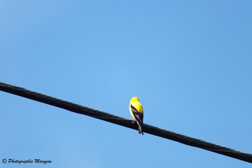 Chardonneret jaune 1