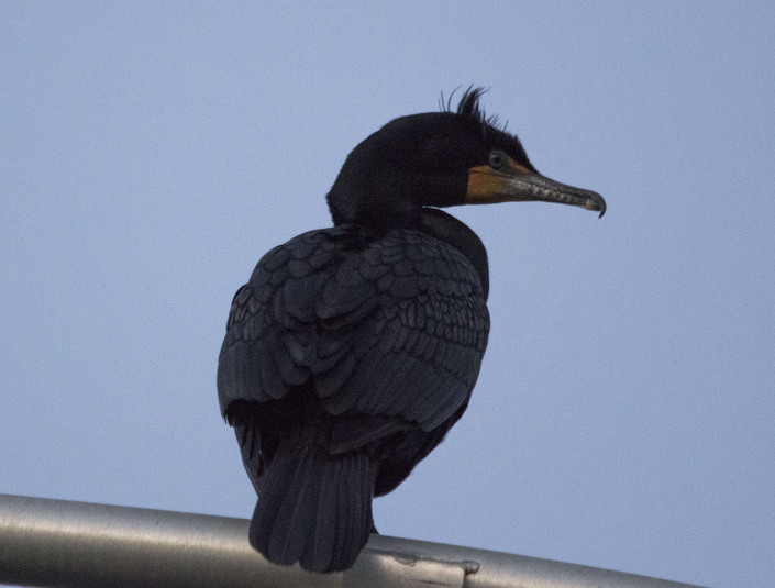 Cormoran perche 1.1. 1