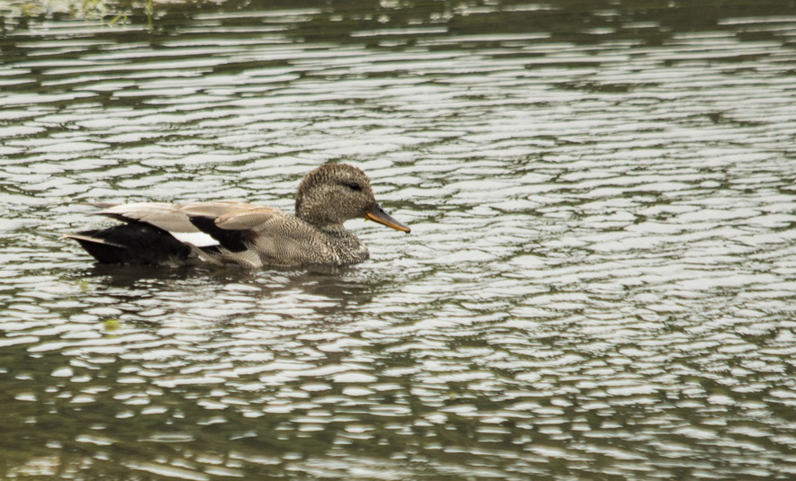 Canard chipeau 3