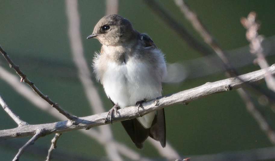 Hirondelle %c3%a0 ailes h%c3%a9riss%c3%a9es