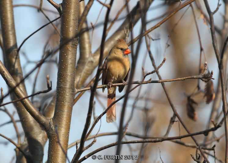 Cardinal rouge lancienne lorette 2012 11 16