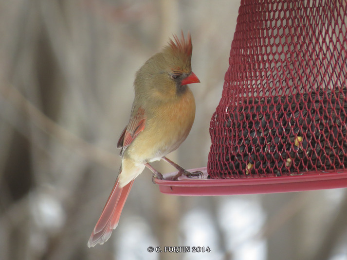 Cardinal rouge lancienne lorette 2014 01 12