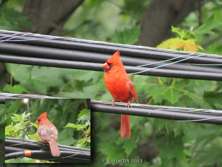 Cardinal rouge lancienne lorette 2013 06 29