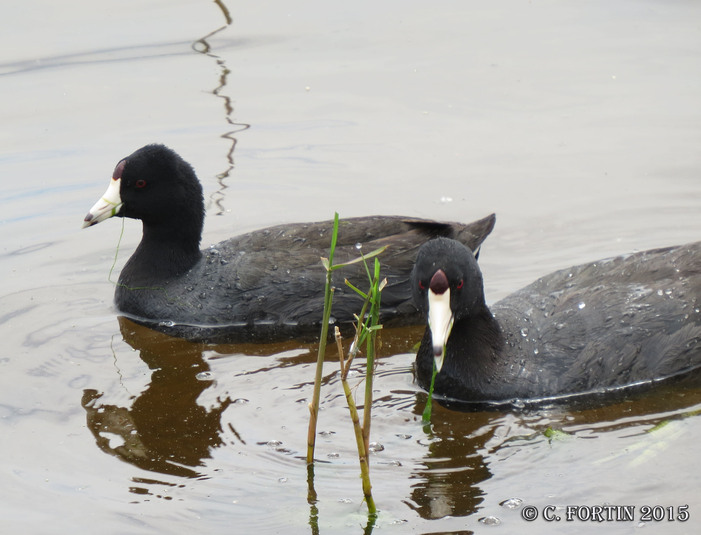 Foulque damerique kissimmee floride 2015 04 02
