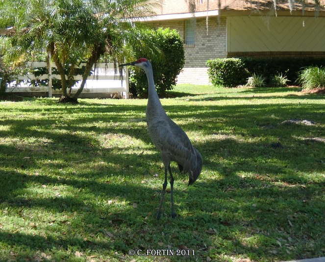 Grue du canada kissimmee floride 2011 03 18