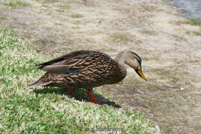 Canard noir kissimmee floride 2012 03 13