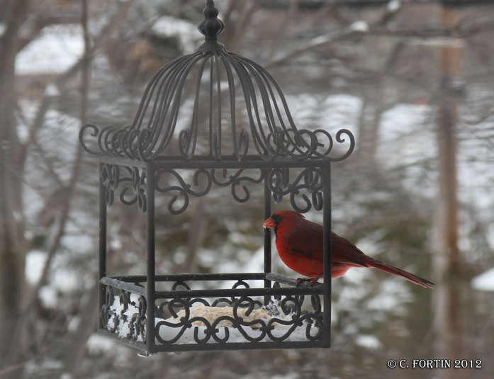 Cardinal rouge lancienne lorette 2012 12 28