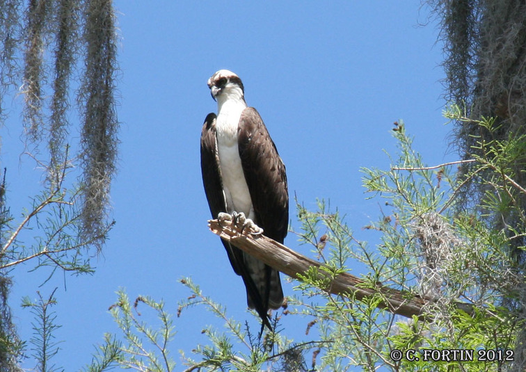 Balbuzard p%c3%aacheur orlando floride 2012 03 18