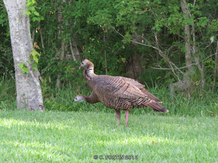 Dindon sauvage kissimmee floride 2015 03 28