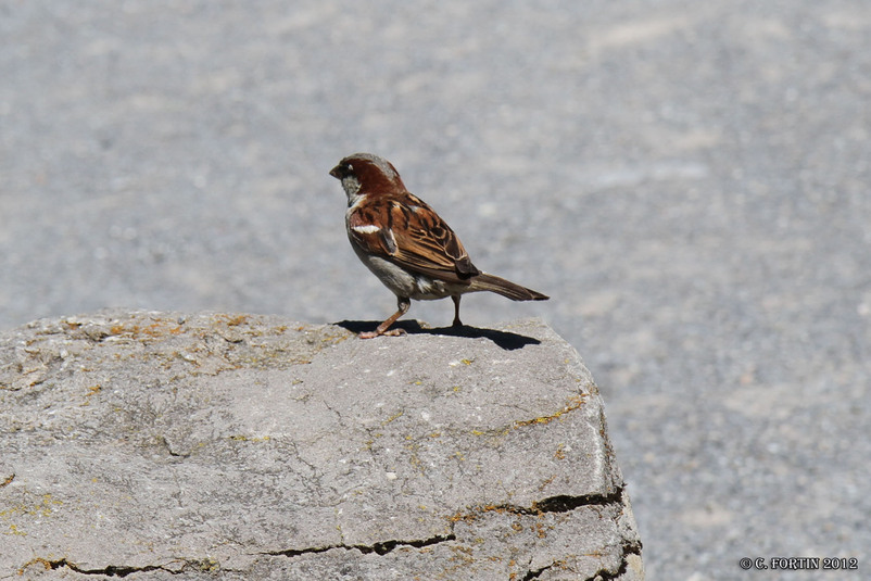 Moineau domestique montr%c3%a9al 2012 07 25
