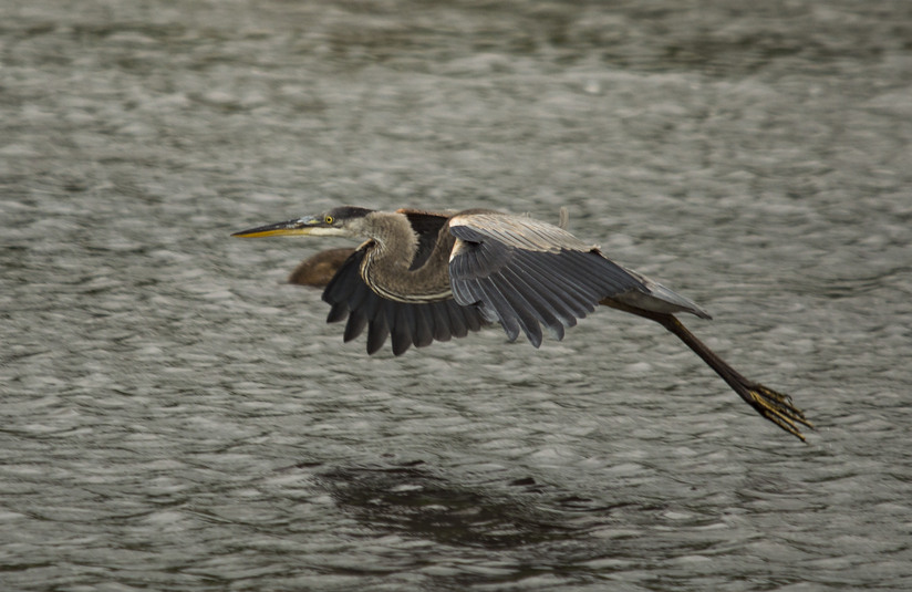 Heron decollage