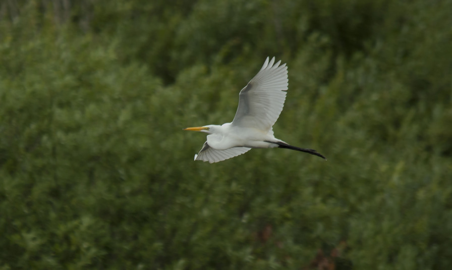 Grande aigrette en vol  1