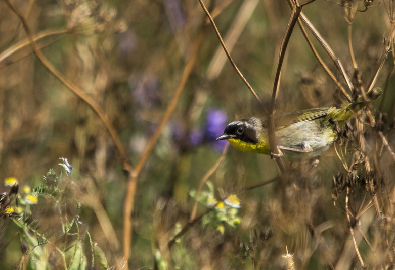 Paruline masquee