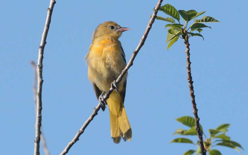 Oriole de baltimore
